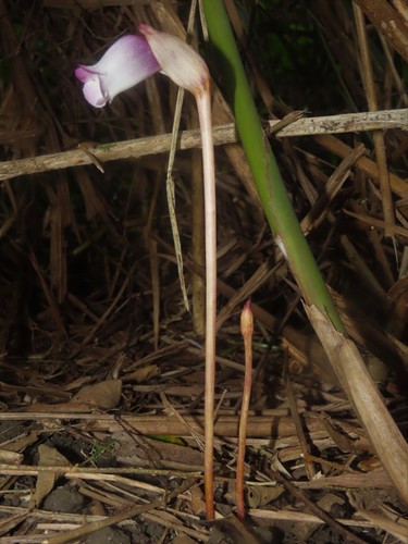 Ye gu (Aeginetia indica)