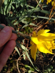 Narcissus