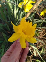 Narcissus