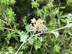 Dasispermum