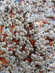 Chthamalus hedgecocki