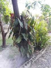 Philodendron erubescens