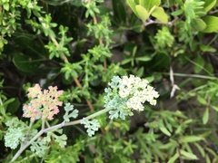 Dasispermum