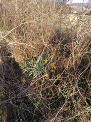 Narcissus