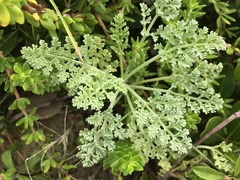 Dasispermum