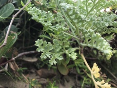Dasispermum