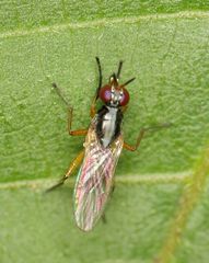 Anaphalantus longicornis