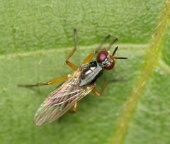 Anaphalantus longicornis