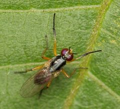 Anaphalantus longicornis