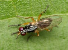 Anaphalantus longicornis