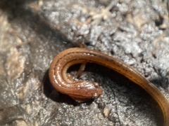 Eurycea chamberlaini