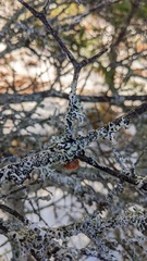 Resupinatus striatulus