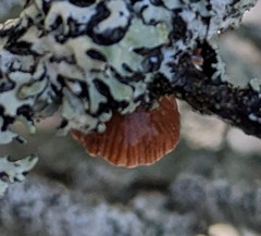 Resupinatus striatulus