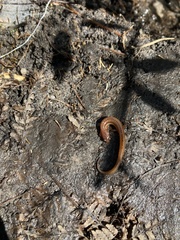 Eurycea chamberlaini