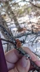 Resupinatus striatulus