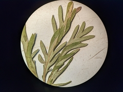 Potentilla litoralis