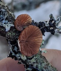 Resupinatus striatulus