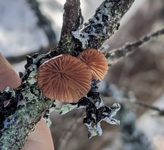 Resupinatus striatulus