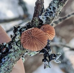 Resupinatus striatulus