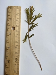 Potentilla litoralis