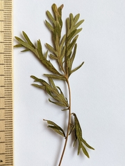 Potentilla litoralis