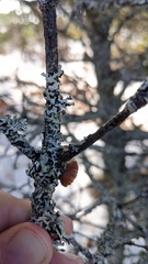 Resupinatus striatulus