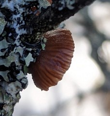 Resupinatus striatulus