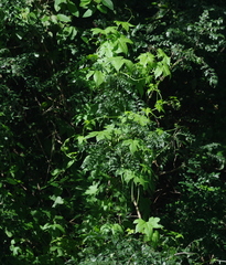 Ceratiosicyos laevis
