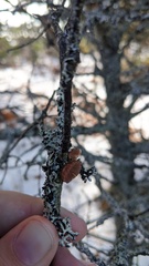 Resupinatus striatulus