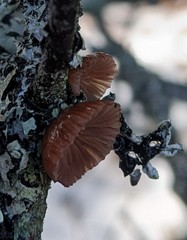 Resupinatus striatulus