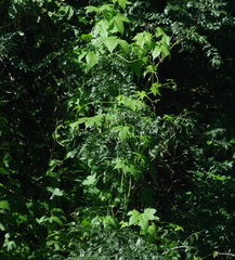 Ceratiosicyos laevis
