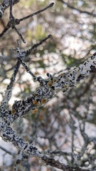 Imshaugia placorodia