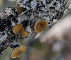 Imshaugia placorodia