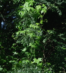 Ceratiosicyos laevis