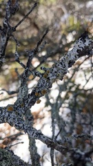 Imshaugia placorodia