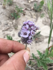Phacelia hubbyi