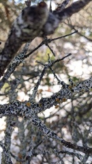Imshaugia placorodia