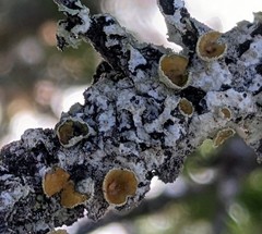 Imshaugia placorodia