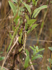 Orthetrum albistylum