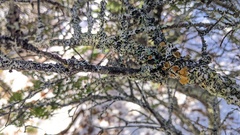 Imshaugia placorodia