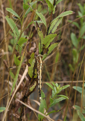 Orthetrum albistylum