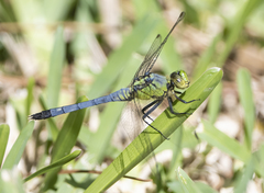 Erythemis simplicicollis