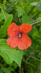 Papaver pinnatifidum