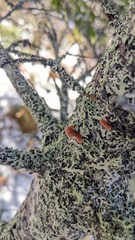 Resupinatus striatulus