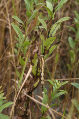 Orthetrum albistylum