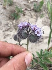 Phacelia hubbyi
