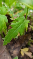 Papaver pinnatifidum