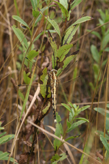 Orthetrum albistylum