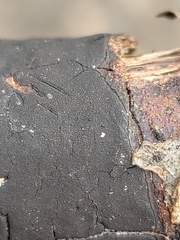 Graphostroma platystomum