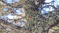 Resupinatus striatulus